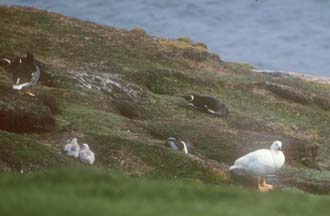 Kelp Geese on Carcass Island