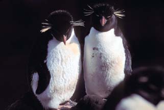 Rockhopper Penguin pair