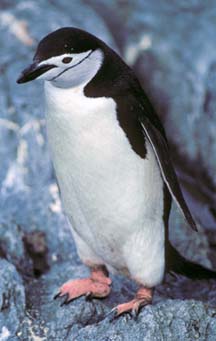 Chinstrap Penguin  at Cape Lookout 
