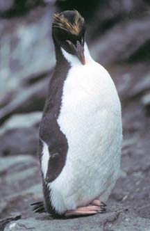 Macaroni Penguin at Cape Lookout 