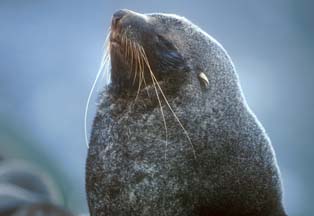 Antarctic Fur Seal at Cape Lookout 
