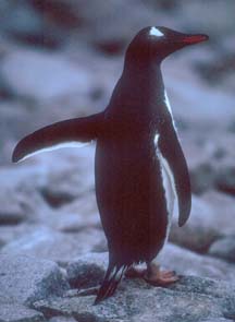 Gentoo Penguin at Andvord Bay