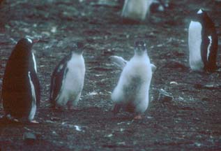 Gentoo Penguin Chicks at Hannah Point 