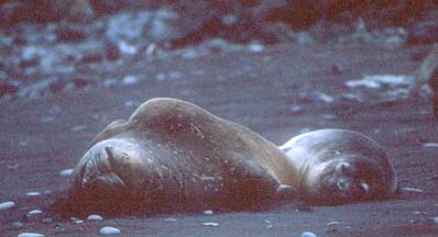 Southern Elephant Seals on Livingstone Island 