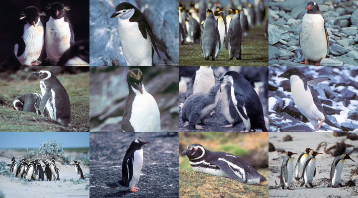 Lockett Books Calendar Catalog: Penguins