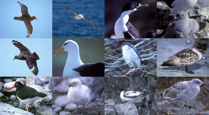 Lockett Books Calendar Catalog: Birds of the South Atlantic and Antarctica