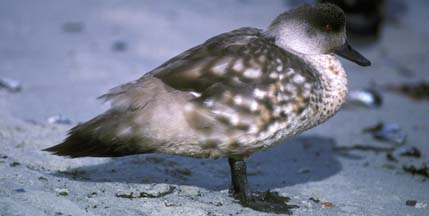 Patagonia Crested Duck on Carcass Island