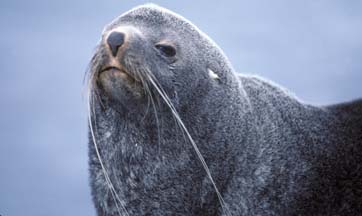 Antarctic Fur Seal at Cape Lookout 