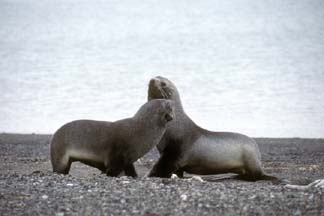Amtarctic Fur Seals at Whalers Bay, Deception Island