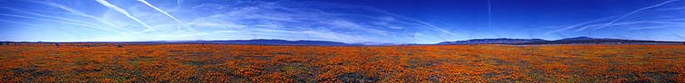 California Poppies, Antelope Valley, April 11, 2003
