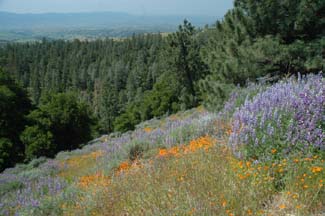 Lupines and California Poppies