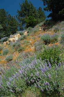 Lupines and California Poppies