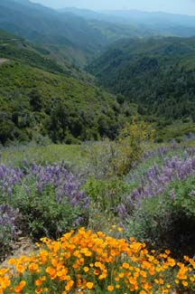 California Poppies and Lupines
