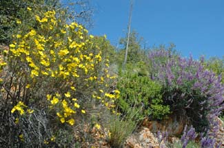 Bush Poppy and Lupines