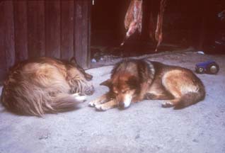 Huskies at the lamb barbecue