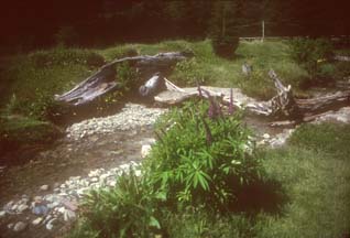 Stream on the property of the Hotel Petrel