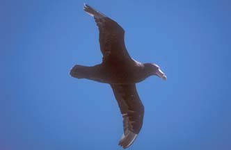 Southern Giant Petrel