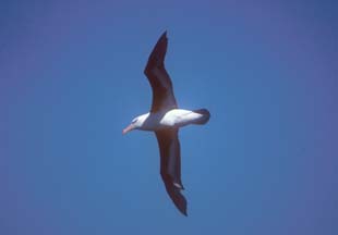 Seabird pictures from the antarctic voyage of the MV Hanseatic