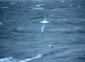 Wandering Albatross and Black Browed Albatross