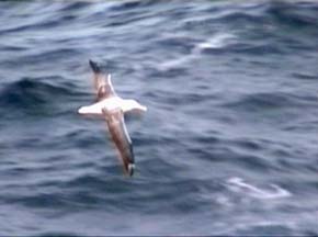 Wandering Albatross