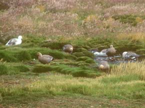 Upland Geese