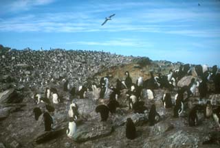 New Island rookery