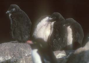 Rockhopper Penguin chicks 