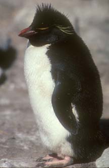 Rockhopper Penguin 