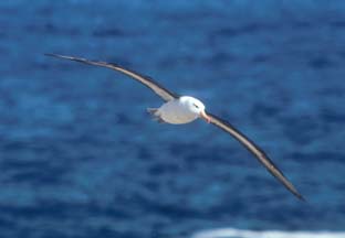 Black Browed Albatross