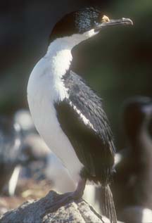 Blue Eyed Shag