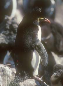 Rockhopper Penguin with radio transmitter