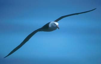 Black Browed Albatross