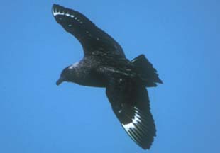 Land bird pictures from the antarctic voyage of the MV Hanseatic