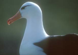 Black Browed Albatross