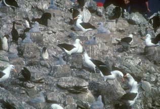 Black Browed Albatross chicks