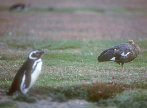 Upland Goose on Carcass Island