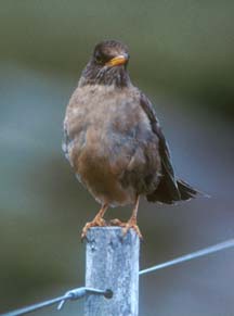 Falkland Thrush on Carcass Island