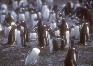 Gentoo Penguins on Carcass Island