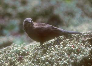 Tussock Bird on Carcass Island