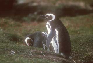 Magellanic Penguin on Carcass Island