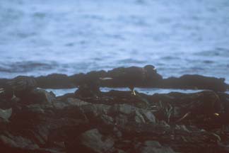 Caracara on Carcass Island