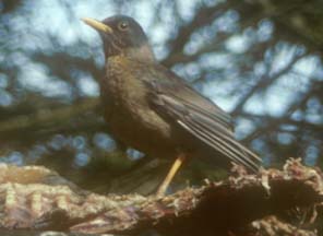 Falkland Thrush on Carcass Island