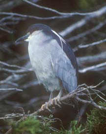 Black Crowned Night Heron  on Carcass Island