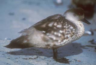 Patagonia Crested Duck on Carcass Island