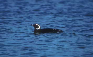 Magellanic Penguin on Carcass Island