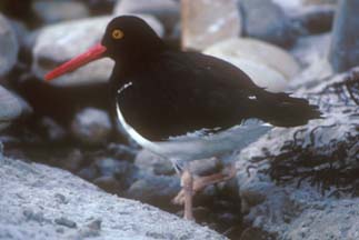 Pied Oystercatcher on Carcass Island