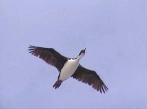 Blue Eyed Shag 