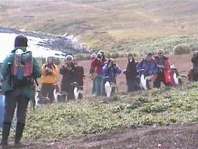 Gentoo Penguin stampede on Carcass Island