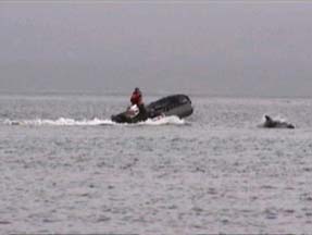 Hourglass Porpoises playing with Zodiacs off Carcass Island 