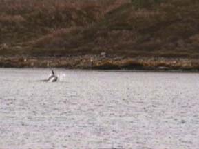 Hourglass Porpoise off Carcass Island 